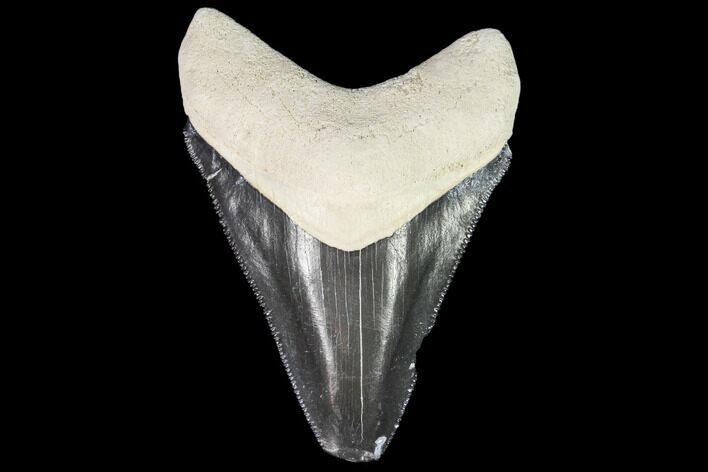 Serrated, Fossil Megalodon Tooth - Florida #110466